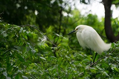 a white bird standing on a tree