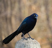 a black bird standing on a post